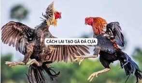 cach-lai-tao-ga-da-cua