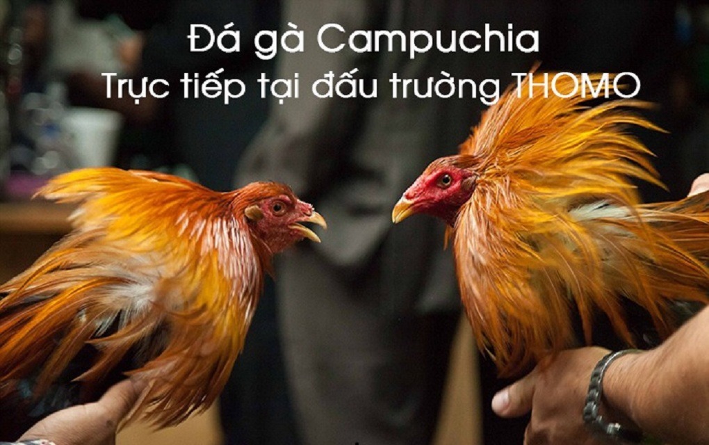 da-ga-truc-tiep-campuchia