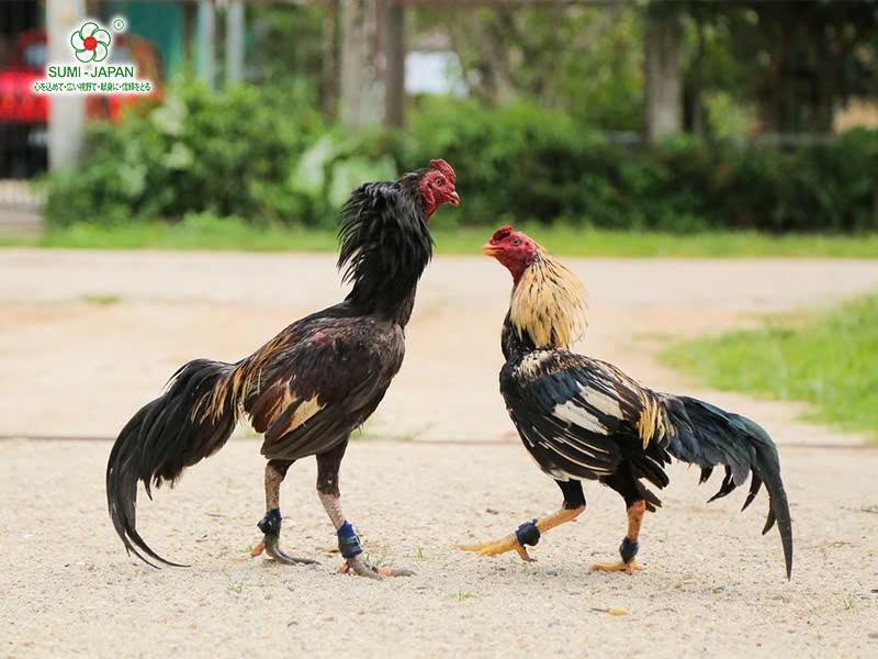 thuoc-nuoi-ga-da-tot-nhat-hien-nay